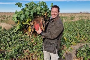 El cultivo que transformó un campo y permite producir carne a solo US$0,50 el kilo