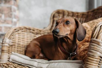 Alemania está considerando la prohibición de la cría de perros salchichas, también conocidos como dachshunds (Foto Pexels)