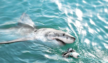 Alerta en Tampa Bay por la aparición de dos grandes tiburones cerca de la costa
