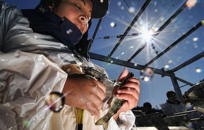 Alerta por el salmón rosado: la mayoría de lo que se importa de Chile tiene antibióticos