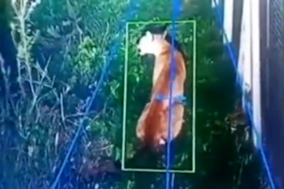 Apareció un puma en un barrio cerrado en Hudson: operativo de la Provincia y consejos para los vecinos