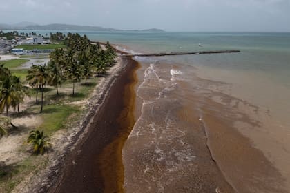 Alerta roja en el Caribe por la llegada del sargazo