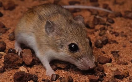 Alerta sanitaria: Suiza confirma un nuevo caso de hantavirus procedente del crucero