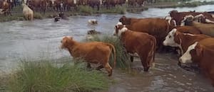 Hay casi un millón de hectáreas bajo el agua por un diluvio en Santa Fe y temen fuertes pérdidas