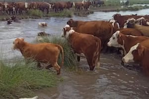 Hay casi un millón de hectáreas bajo el agua por un diluvio en Santa Fe y temen fuertes pérdidas