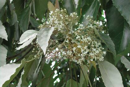 Aleurites moluccanus, también llamado árbol candil, nuez de la India o kukui. En la Argentina, ha sido hallado naturalizado en Misiones y Corrientes, en sitios alterados en torno a cultivos, parques y jardines.