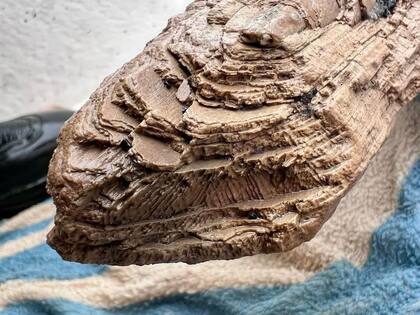 Alex Lundberg pensó a primera vista que se trataba de un trozo de madera, pero resultó ser un colmillo de mastodonte