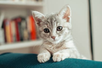 Alexa tiene una función para que encuentres a tu gato (Foto: iStock)