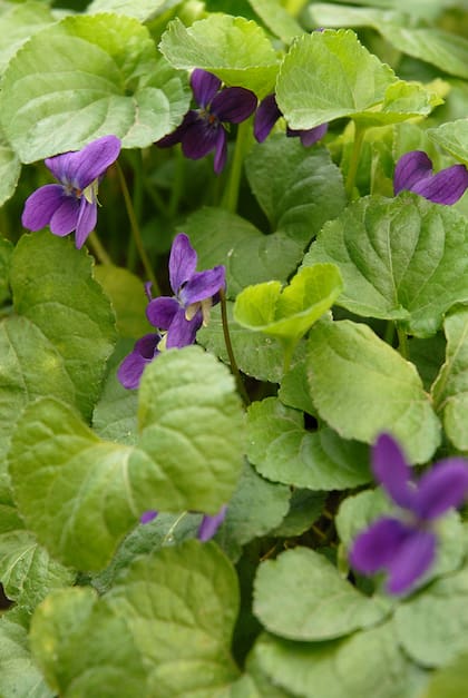 Alfombra verde, flores diminutas y perfume intenso: la fórmula de la violeta
