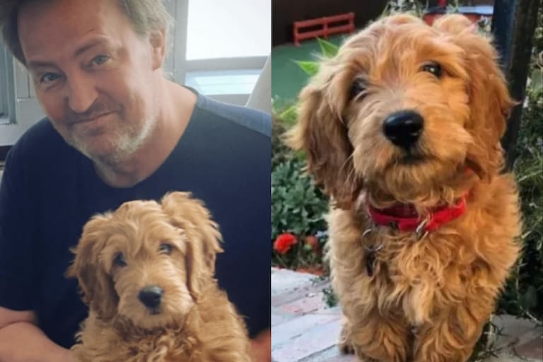 La historia de Alfred, el perro inseparable de Matthew Perry que generó preocupación entre sus fans