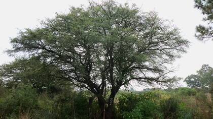 Un ejemplar de algarrobo en Villa María, Córdoba