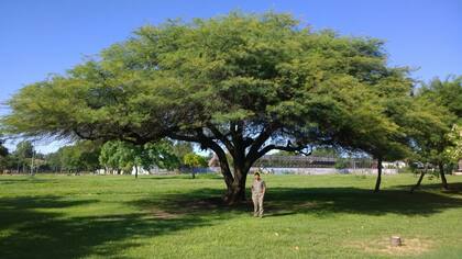 Algarrobo blanco (Prosopis alba)