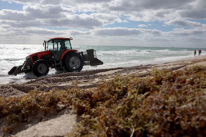 Algas marinas que llegaron a la costa en Fort Lauderdale, Florida, son removidas.