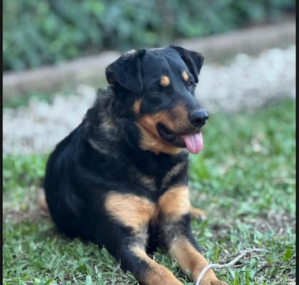 Algo había sido adoptado pero devuelto al día siguiente.