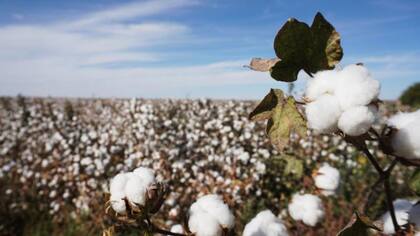 Algodones