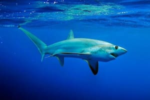 ¿Alguna vez habías visto un tiburón zorro de cerca? El fotógrafo Bo Mancao te lo muestra