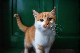 Los motivos por el que los gatos guardan rencor