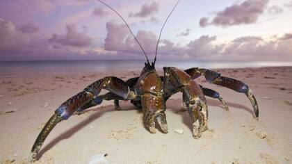 Algunas áreas con una baja abundancia continua de cangrejo Dungeness verán temporadas limitadas o permanecerán cerradas