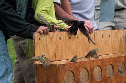 Algunas de las aves liberadas en la reserva El Talar de Belén en Escobar