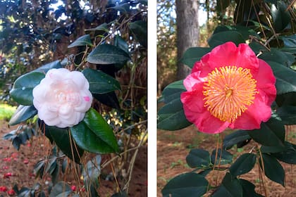 Algunas de las camelias que pueden verse en la isla desde el mes de agosto.