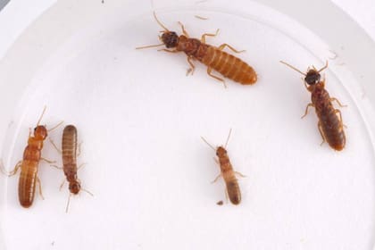 Algunas de las especies de termitas que aparecen en Florida