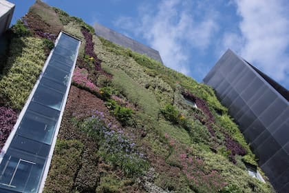 Algunas de las especies más usadas son: Tradescantia pallida, Tradescantia zebrina, Tradescantia virginiana, Plectranthus purpuratus, Plectranthus madagascariensis, Plectranthus australis, Plectranthus neochilus, Tulbaghia violacea, Hemerocallis sp., Polygonum capi