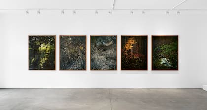 Algunas de las fotografías tomadas por Edo en los bosques de los alrededores de Nueva York: "La simpleza y complejidad de los ciclos de la naturaleza nos acerca a lo más profundo del misterio de la creación. Y eso nos acerca a nuestro ser", dice él