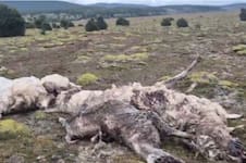 “Fue una masacre”: perros salvajes mataron a 30 llamas en un establecimiento ganadero