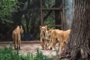 Tras nuevas irregularidades, buscan acelerar el traslado de diez leones a un santuario de EE.UU.