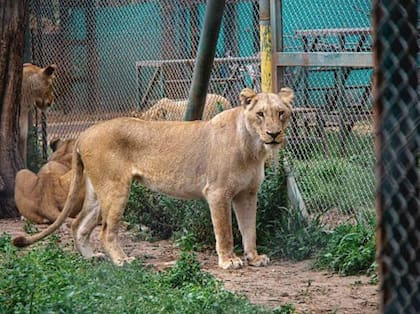 Algunas de las ocho leonas que serán trasladadas desde Luján a Arizona 