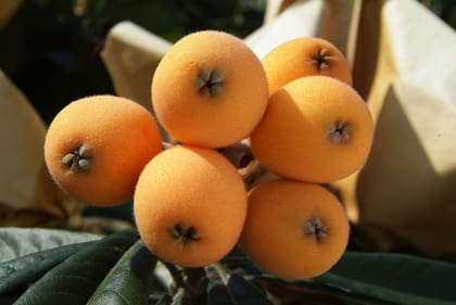 Algunas de las propiedades nutricionales que brinda el níspero es que es una rica fuente de diferentes componentes, como la vitamina C, B y A