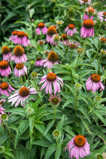 Algunas especies como la Echinacea purpurea responden a la escasez de agua con más flores