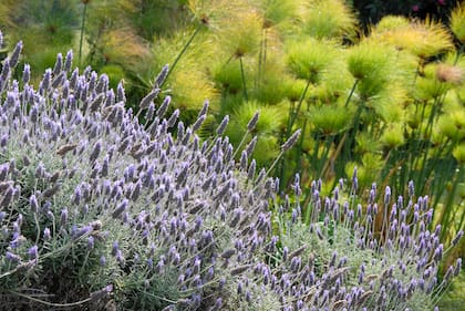 Algunas especies, como la lavanda, han desarrollado estrategias para sobrevivir en condiciones donde el agua no siempre está garantizada