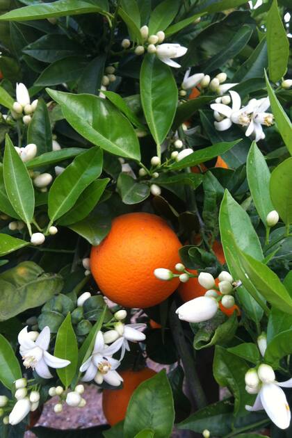 Algunas especies deliciosamente perfumadas, como el Citrus naranjo, se pueden cultivar en macetas