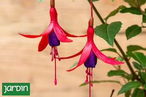 5 especies nativas que enamoran a primera vista