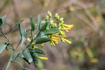 Algunas nativas, como la Nicotiana glauca, aportan color al jardín aún en los meses fríos