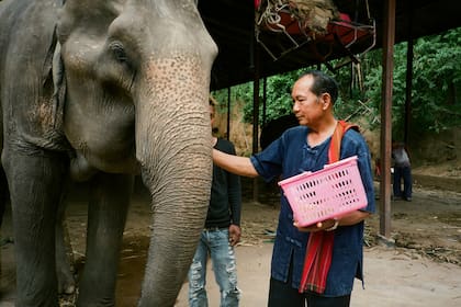 Algunas negociaciones con los dueños de elefantes para que los liberen pueden tardar más de 10 años
