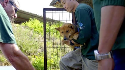 Algunas organizaciones de rescate han optado por enviar perros al extranjero, a lugares como Canadá, Reino Unido y Estados Unidos