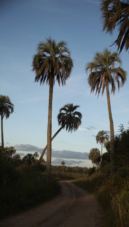 Algunas palmeras yatay tienen más de 200 años
