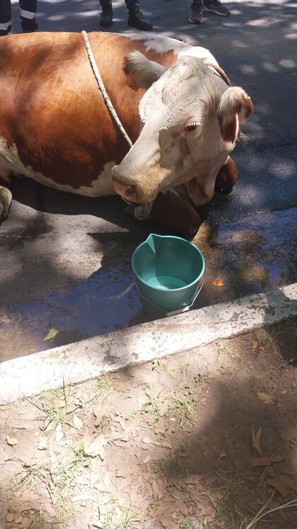 Algunas personas se acercaron a asistir al animal y darle agua