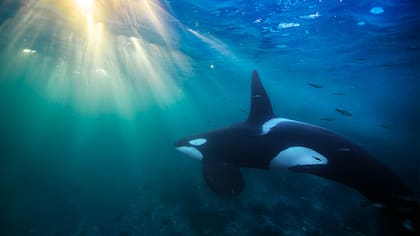 Algunas poblaciones de orcas están condenadas a desaparecer