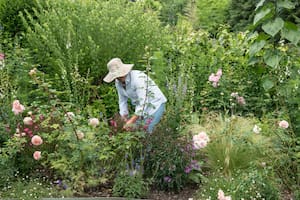 Qué tenés que hacer para defender tus plantas de las temperaturas extremas