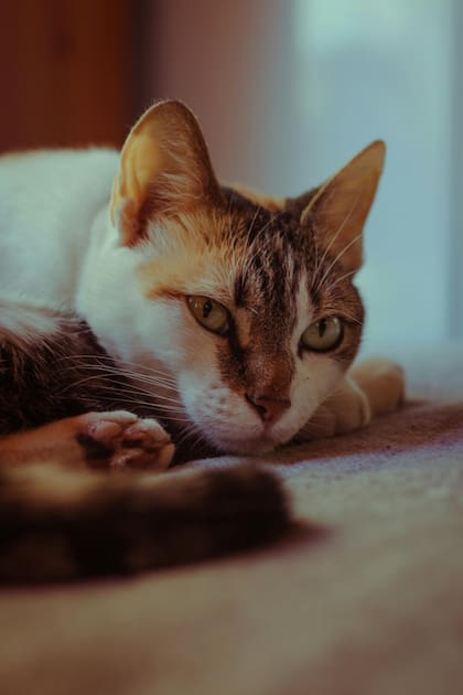 Algunas razas, como el gato siamés, son más vocales al expresar el dolor