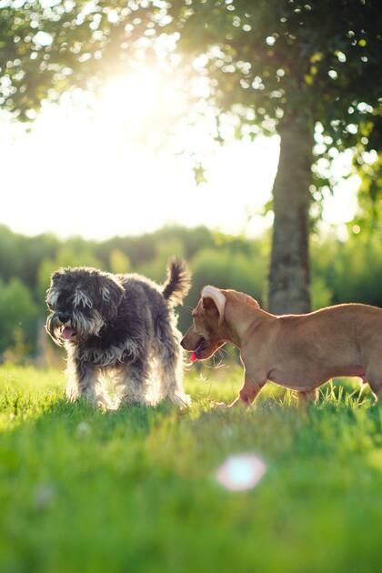 Algunas razas de perro son más sensibles al calor.