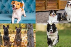 Mascotas: estas son las razas de perros más ansiosas