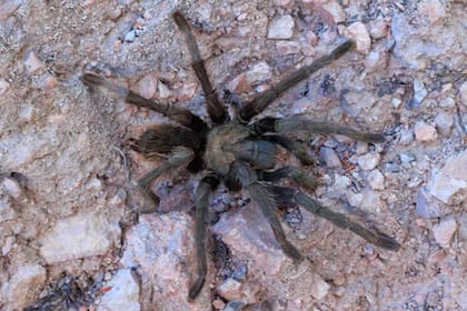 Algunas tarántulas suelen dejar hilos de seda fuera de su territorio para advertir a sus presas