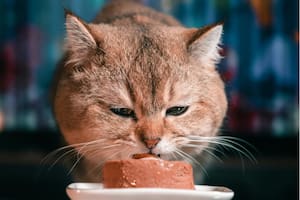 Algunos alimentos ofrecen beneficios adicionales tanto a las personas como a las mascotas