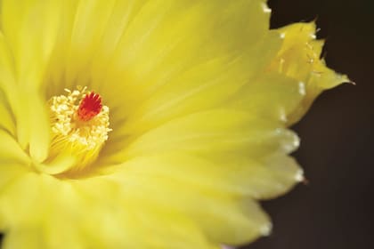 Algunos cactus tienen flores que se abren de día y luego se cierran de noche, como esta nativa Parodia.