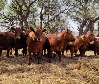 Algunos de los animales de La Ñata