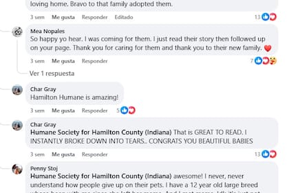 Algunos de los comentarios de los usuarios tras la adopción de Woody y Bear
